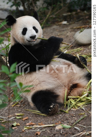 A giant panda eating thin bamboo shoots with gusto A giant panda eating thin bamboo shoots with gusto 127390165