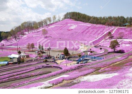 Spring park with ground pink flowers / Higashimokoto Moss Phlox Park in full bloom Spring park with ground pink flowers / Higashimokoto Moss Phlox Park in full bloom 127390171