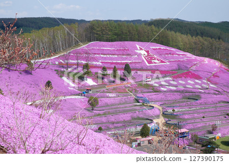 春季公園，地上盛開著粉紅色花朵 / 東藻琴芝櫻公園盛開 127390175