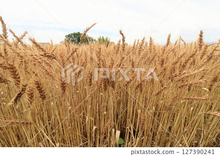 A rich wheat field A rich wheat field 127390241