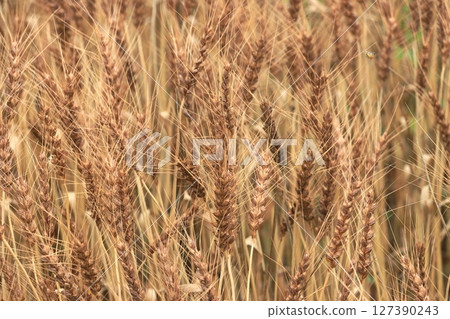一片豐饒的麥田 127390243