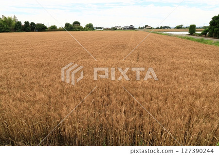 A rich wheat field 127390244