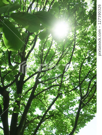 Summer forest trees 127390326