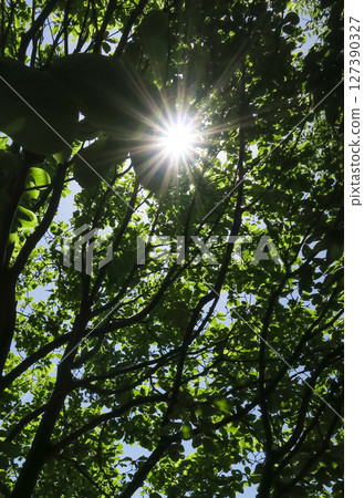 夏季森林樹木 夏季森林樹木 127390327