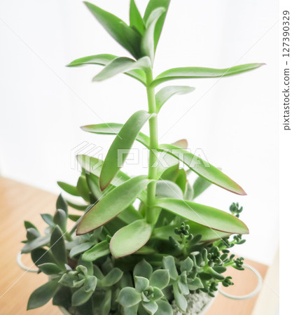,葉子植物 ,葉子植物 127390329