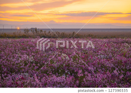 沐浴在朝霞中的大波斯菊田 127390335