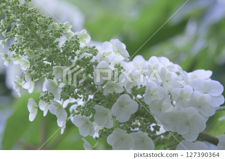 繡球花在雨季前盛開,在陽光下閃閃發光 繡球花在雨季前盛開,在陽光下閃閃發光 127390364