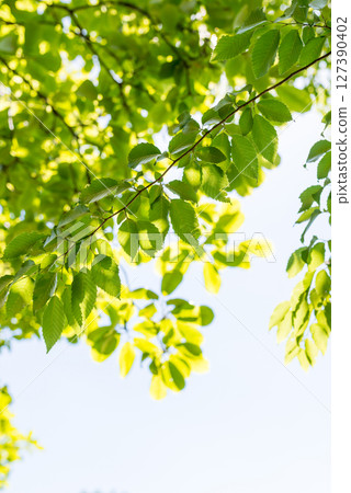 Summer forest trees 127390402