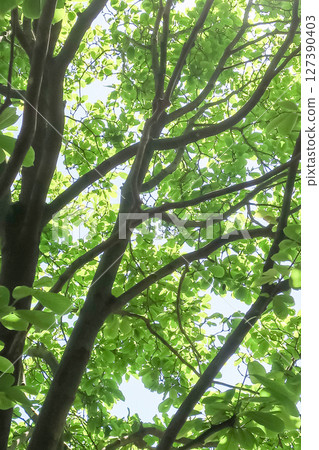 Summer forest trees 127390403