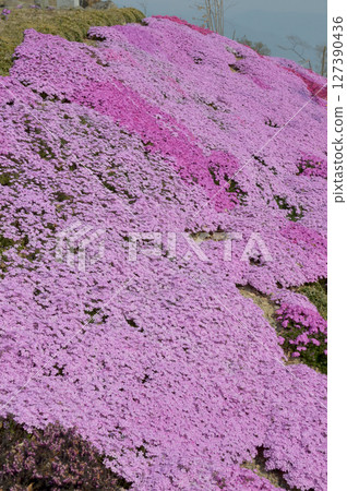 春季公園,地上盛開著粉紅色花朵 / 東藻琴芝櫻公園盛開 春季公園,地上盛開著粉紅色花朵 / 東藻琴芝櫻公園盛開 127390436