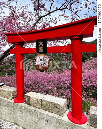 Torii Shrine and cherry blossoms in full bloom at Daiyu Cherry Forest 127390470