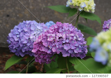 Purple and blue hydrangea flowers blooming in a garden in early summer Purple and blue hydrangea flowers blooming in a garden in early summer 127390507