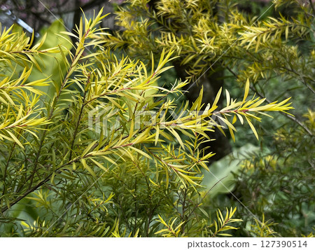 澳洲茶樹的嫩葉 127390514
