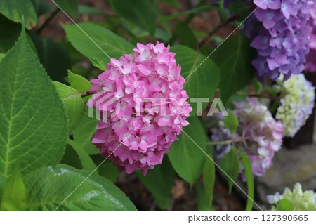 在初夏的花園裡盛開的粉紅繡球花 127390665