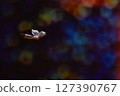 蝴蝶在夜空中翩翩起舞 127390767