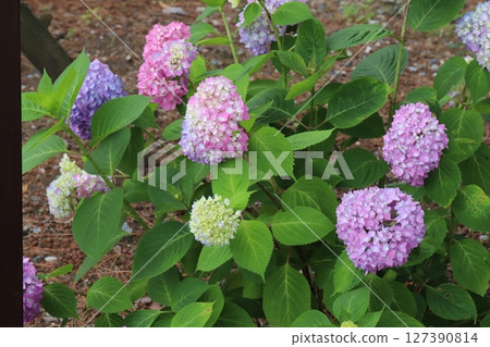 初夏花園裡盛開的粉紅色和紫色繡球花 127390814