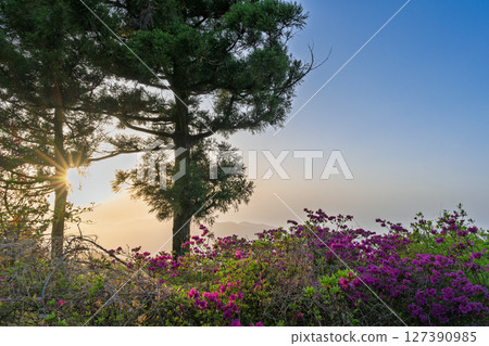 Azaleas and sunset scenery - "Kuratake, the highest peak in the Amakusa Islands (682m above sea level)" Kuratake, Amakusa City 127390985