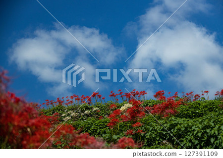 紅簇孤挺花和白雲 127391109