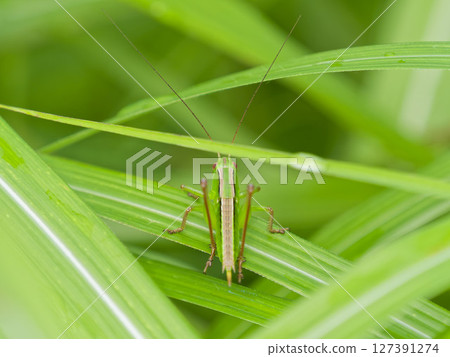 蚱蜢幼蟲 蚱蜢幼蟲 127391274