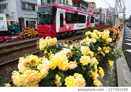 Toden Arakawa Line with blooming roses Toden Arakawa Line with blooming roses 127391298