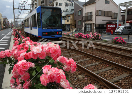 玫瑰盛開的都電荒川線 玫瑰盛開的都電荒川線 127391301