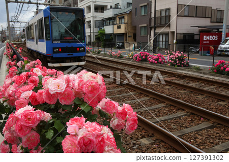 玫瑰盛開的都電荒川線 玫瑰盛開的都電荒川線 127391302