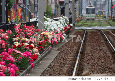 玫瑰盛開的都電荒川線 127391308
