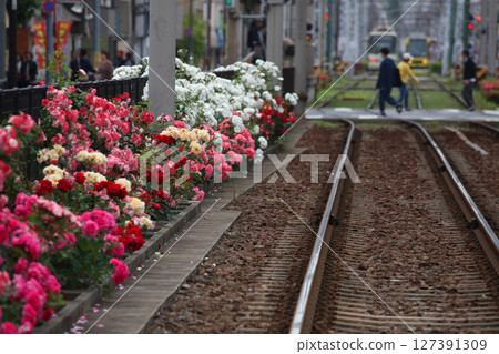 玫瑰盛開的都電荒川線 127391309