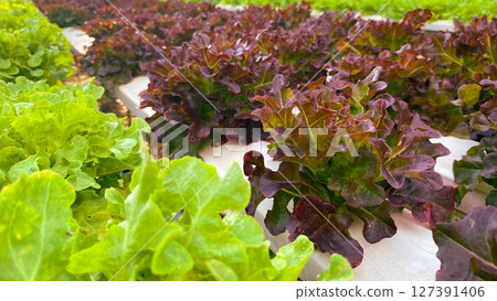 Hydroponic rows of red oak and green oak lettuce grown in an organic vegetable farm. 127391406