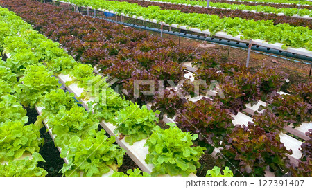 Red Oak and Green Oak Lettuce Grown in Hydroponic System 127391407