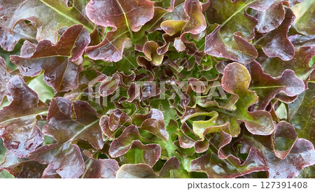 Close-up of fresh red oak lettuce leaves grown in an organic vegetable garden. Ideal for use in content related to healthy eating, vegetarian lifestyle, organic farming, and nutrition. 127391408