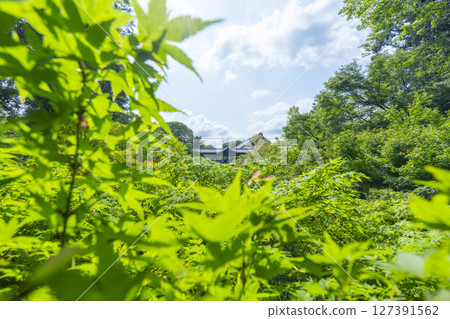 夏日的東福寺：從雲橋眺望被綠葉包圍的泉玉館 127391562