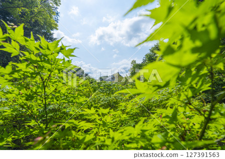 Tofukuji Temple in summer: Sengyokukan surrounded by green leaves as seen from Gaunkyo Bridge Tofukuji Temple in summer: Sengyokukan surrounded by green leaves as seen from Gaunkyo Bridge 127391563