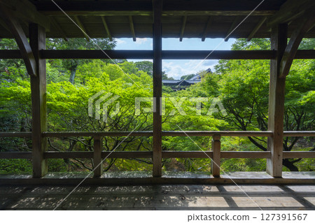 夏日的東福寺:從雲橋眺望被綠葉包圍的泉玉館 夏日的東福寺:從雲橋眺望被綠葉包圍的泉玉館 127391567