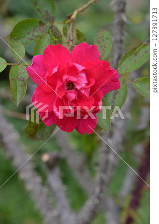 Rosa Rugosa (Scarlett) 127391713