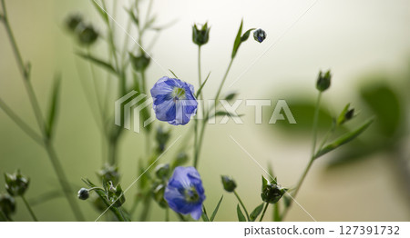 Blue flax flower against tranquil green backdrop epitomizing the splendor and peacefulness of nature 127391732
