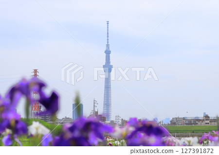 Tokyo Skytree as seen from Horikiri Waterfront Park Tokyo Skytree as seen from Horikiri Waterfront Park 127391872
