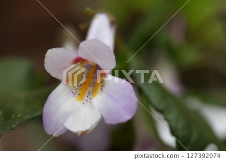 Bukan Tairin Iwagirisou flower Bukan Tairin Iwagirisou flower 127392074