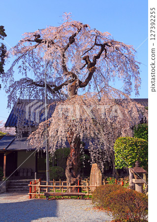 福光寺高大的垂枝櫻花樹 福光寺高大的垂枝櫻花樹 127392255