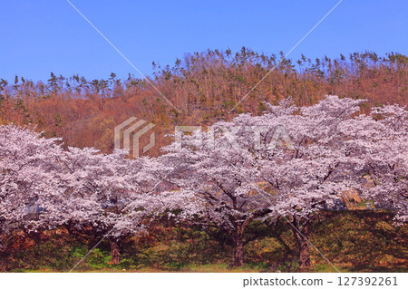 福光寺後山上盛開的染井吉野櫻群 福光寺後山上盛開的染井吉野櫻群 127392261