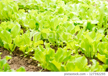 Garden bed with fresh organic lettuce salad 127392293