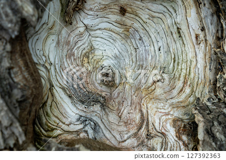  Decayed stump 127392363