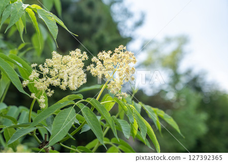 Flower of Ezoniwatako Flower of Ezoniwatako 127392365
