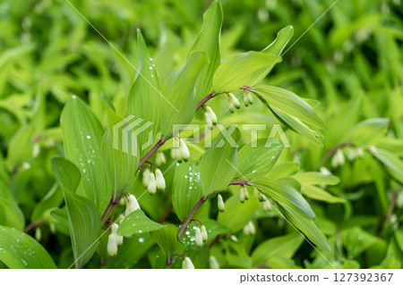 Polygonatum blooming in a spring garden Polygonatum blooming in a spring garden 127392367