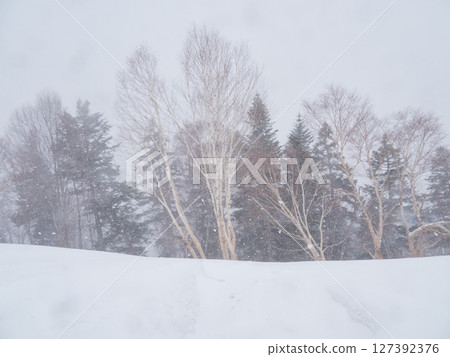 Birch forest and snowy scenery of the tourist attraction Tateyama Kurobe Alpine Route during a snowstorm 127392376