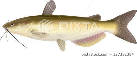 美洲鯰魚、通道鯰魚圖解指南 127392394