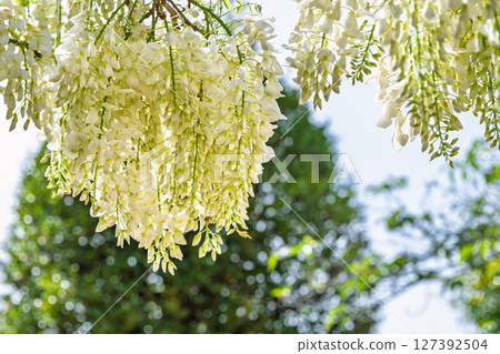 在藍天白雲映襯下,紫藤花盛開的季節,這裡是閃耀的長壽之水和祈禱勝地!天草市的“延命地藏菩薩” 在藍天白雲映襯下,紫藤花盛開的季節,這裡是閃耀的長壽之水和祈禱勝地!天草市的“延命地藏菩薩” 127392504