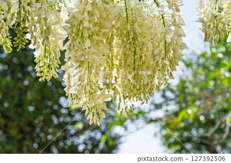 A water of longevity and a prayer spot that shines in the season when wisteria flowers bloom in abundance against the backdrop of blue skies! "Enmei Jizo-son" in Amakusa City 127392506