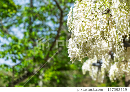 在藍天白雲映襯下,紫藤花盛開的季節,這裡是閃耀的長壽之水和祈禱勝地!天草市的“延命地藏菩薩” 在藍天白雲映襯下,紫藤花盛開的季節,這裡是閃耀的長壽之水和祈禱勝地!天草市的“延命地藏菩薩” 127392519