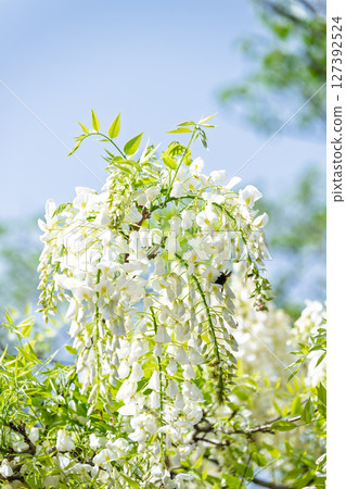 A water of longevity and a prayer spot that shines in the season when wisteria flowers bloom in abundance against the backdrop of blue skies! "Enmei Jizo-son" in Amakusa City 127392524